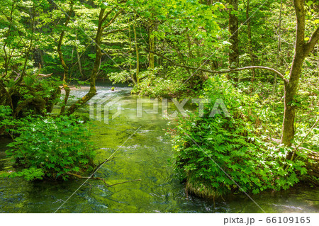 新緑爽やかな奥入瀬渓流 66109165