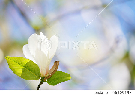 白い花がきれいなキタコブシ コブシ  白い花がきれいなキタコブシ コブシ  66109198