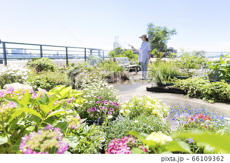 バルコニーの植物に散水するミドルの女性、ガーデニング、散水 バルコニーの植物に散水するミドルの女性、ガーデニング、散水 66109362