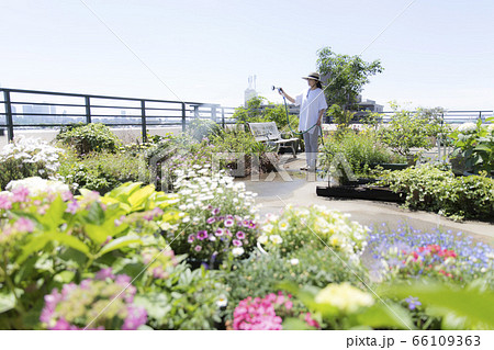 バルコニーの植物に散水するミドルの女性、ガーデニング、散水 バルコニーの植物に散水するミドルの女性、ガーデニング、散水 66109363