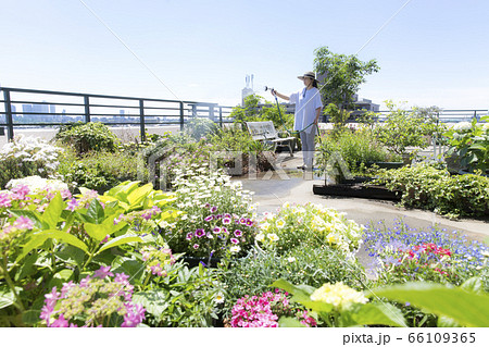 バルコニーの植物に散水するミドルの女性、ガーデニング、散水 バルコニーの植物に散水するミドルの女性、ガーデニング、散水 66109365
