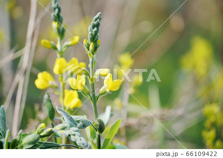 初夏の花　センダイハギ 66109422