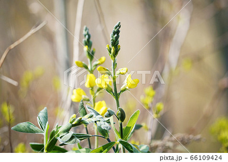 初夏の花 センダイハギ 初夏の花 センダイハギ 66109424