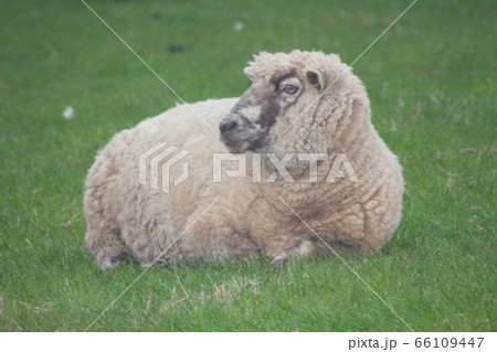 Lying Sheep 66109447