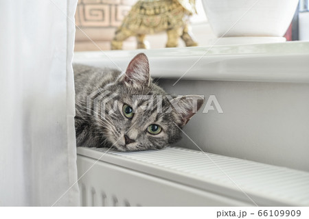 Cute grey cat with green eyes relaxing 66109909