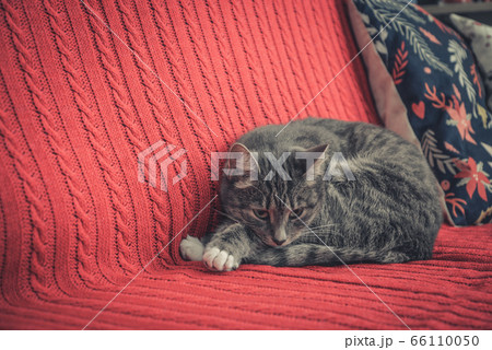 Grey cute cat laying on red couch 66110050