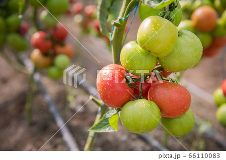 A branch of fresh tomatoes growing in a greenhouse. A branch of fresh tomatoes growing in a greenhouse. 66110083