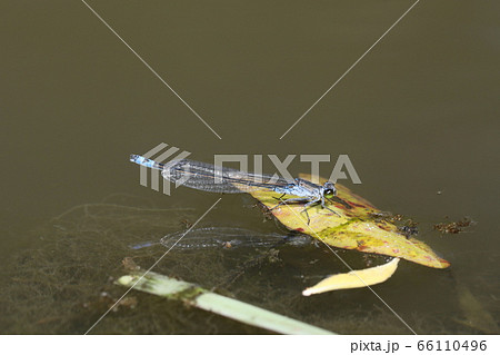 クロイトトンボ 66110496