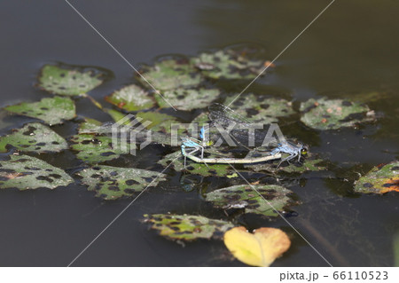 クロイトトンボ交尾 66110523