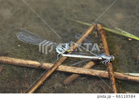 クロイトトンボ 66110584