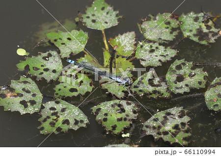 クロイトトンボ 66110994