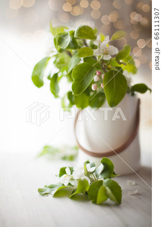 A bouquet of branches of a blossoming apple tree stands in a white vase on the table. 66111307