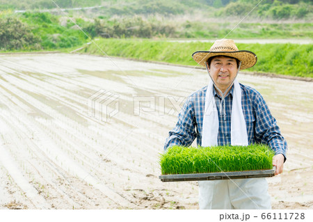 田植えの苗を持つ男性 田植えの苗を持つ男性 66111728