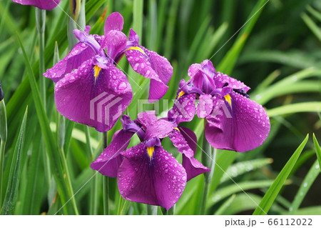 美しい花菖蒲(水滴付き) 美しい花菖蒲(水滴付き) 66112022