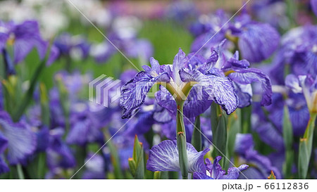 美しい花菖蒲(水滴付き) 66112836