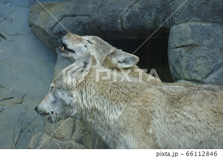 チュウゴクオオカミ 遠吠えする2匹 チュウゴクオオカミ 遠吠えする2匹 66112846