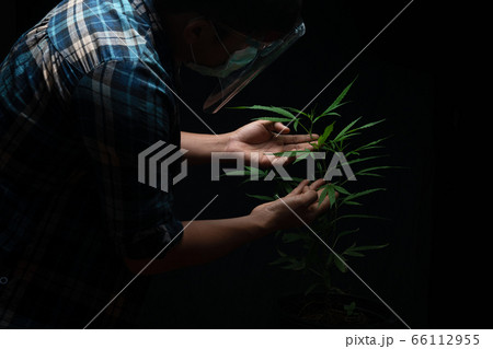 Caring for marijuana in a closed house  Caring for marijuana in a closed house  66112955