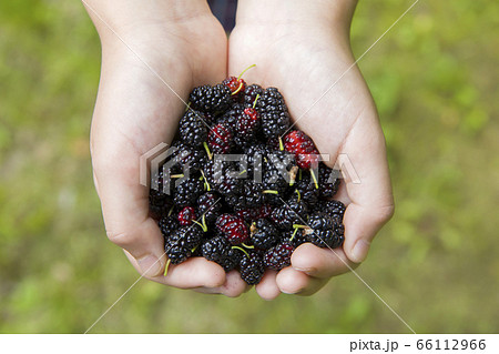 桑の実 マルベリー どどめを持つ子供手元 桑の実 マルベリー どどめを持つ子供手元 66112966
