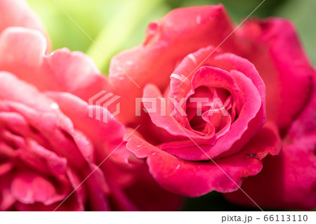 Roses in the garden Roses in the garden 66113110