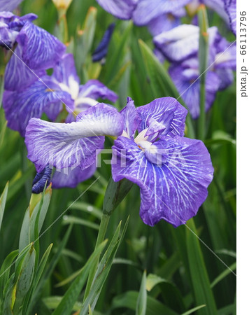 美しい花菖蒲(水滴付き) 美しい花菖蒲(水滴付き) 66113796