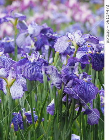 花菖蒲(水滴付き) 66114473