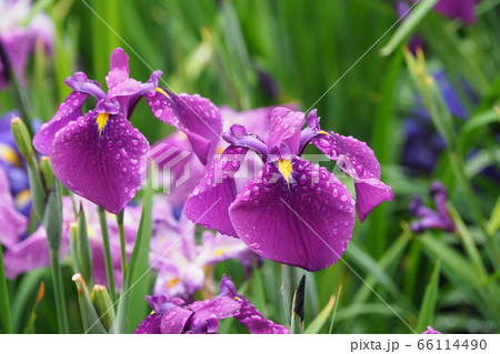 花菖蒲(水滴付き) 66114490
