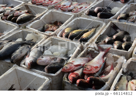 バングラデシュのチッタゴンの魚市場 発砲スチールに入れられた沢山の新鮮な魚 バングラデシュのチッタゴンの魚市場 発砲スチールに入れられた沢山の新鮮な魚 66114812