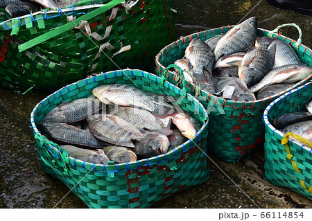 バングラデシュのチッタゴンの魚市場 籠に入れられた沢山の新鮮な魚の写真素材