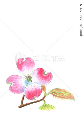 ハナミズキの花の水彩画のイラスト素材