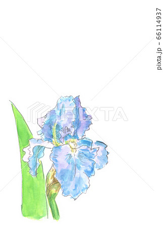 菖蒲の花の水彩画のイラスト素材