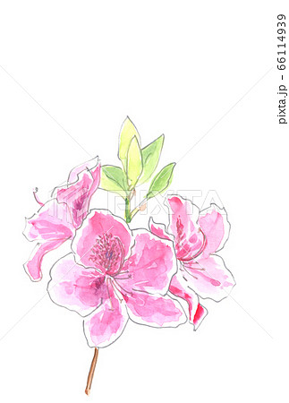 ツツジの花の水彩画のイラスト素材