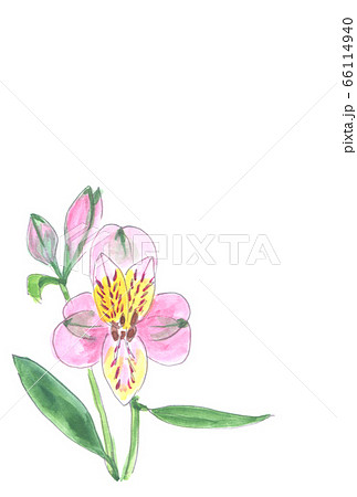 アルストロメリアの花の水彩画のイラスト素材