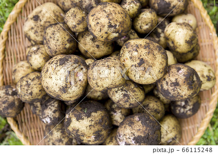 採れたて新鮮の泥付きじゃがいも　きたあかり 66115248