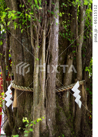 京都貴船神社境内のカツラの木（アップ） 66115512