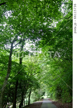 琴弾きの滝への道の風景 66115736
