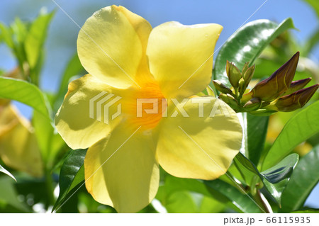 1輪の黄色い花（アリアケカズラ）のアップ 66115935