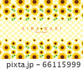ひまわり　背景イラスト　sunflower background 02 66115999