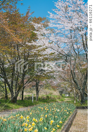 桜のある公園-2 66116271