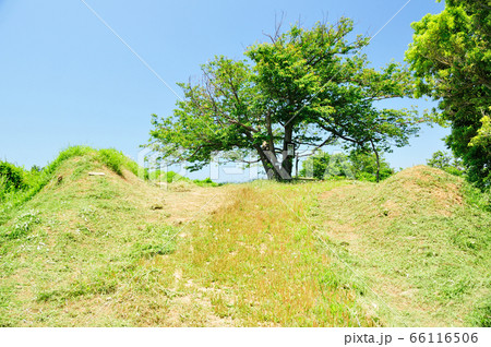 トンガの鼻の一本桜 66116506