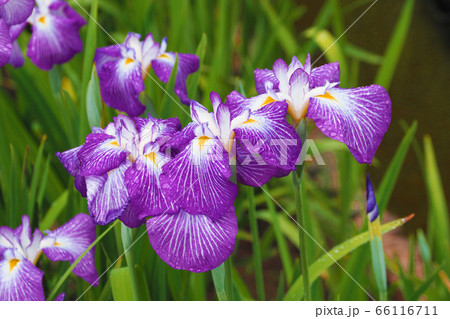 アヤメ(水滴付き) 66116711