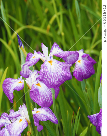 アヤメ(水滴付き) 66116712