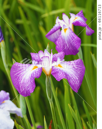 アヤメ(水滴付き) 66116713