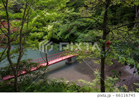 森に映える赤い橋 森に映える赤い橋 66116745