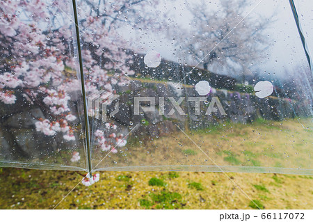 ビニール傘に貼り付く桜の花びら【春時雨イメージ】 66117072