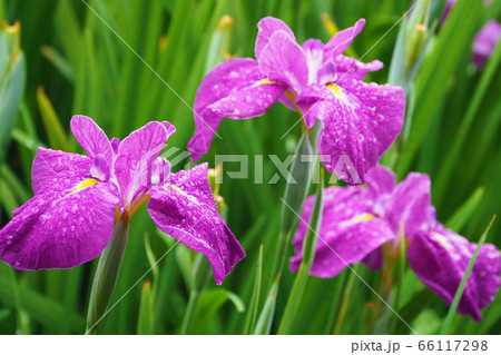 アヤメ(水滴付き) 66117298