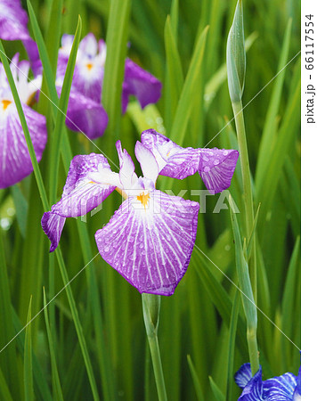 アヤメ(水滴付き) アヤメ(水滴付き) 66117554