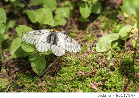 ウスバシロチョウ ウスバシロチョウ 66117947