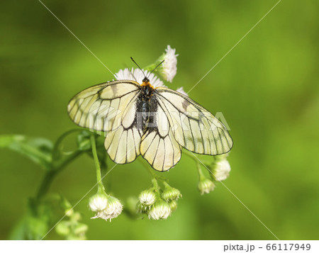 ウスバシロチョウ ウスバシロチョウ 66117949