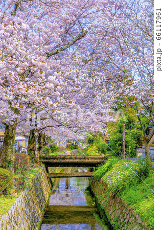 京都　哲学の道の桜　 66117961