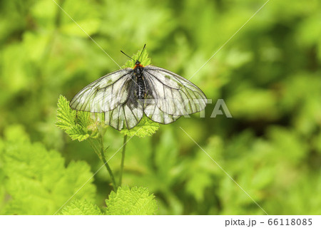 ウスバシロチョウ ウスバシロチョウ 66118085